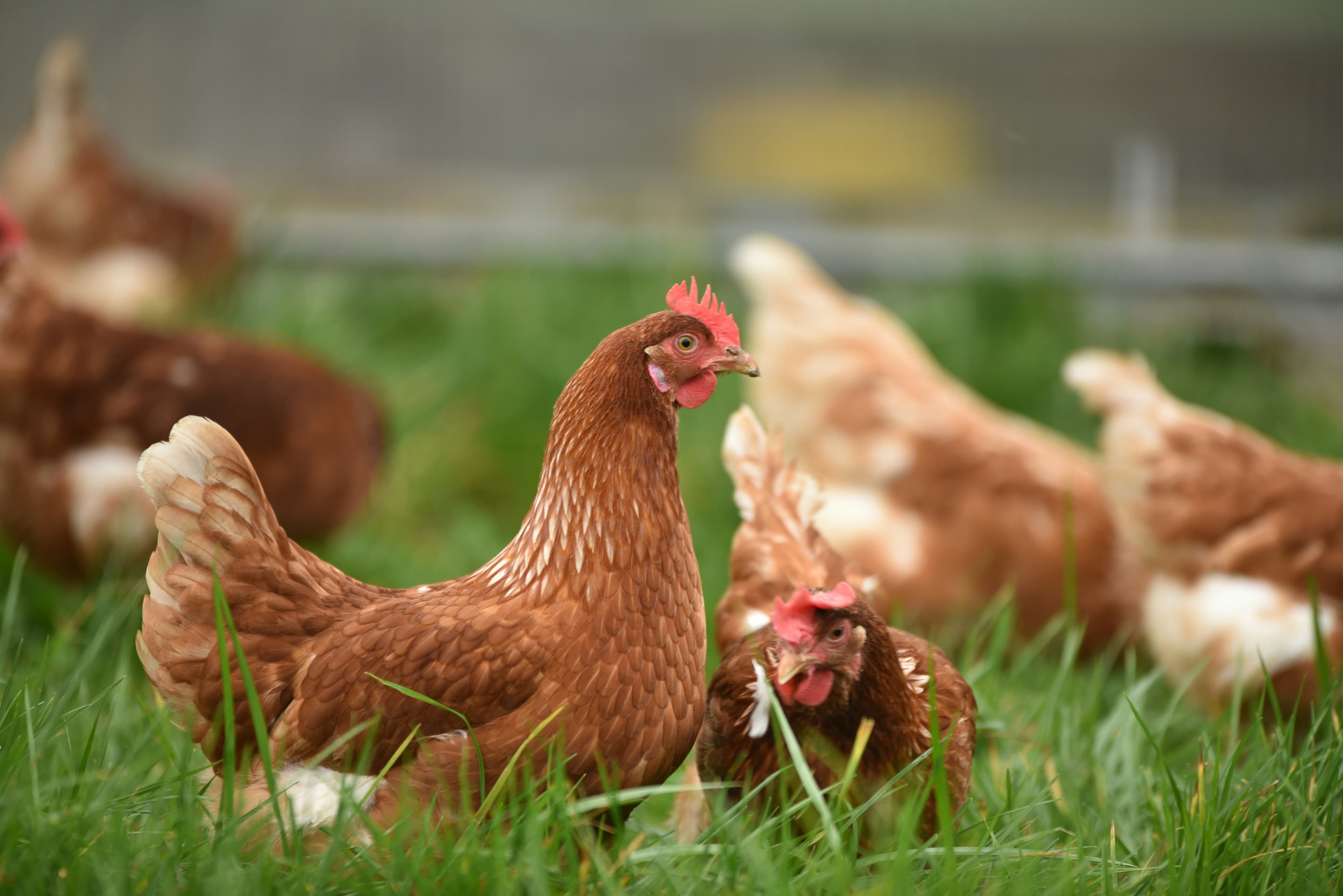 Free-range brown hens grazing in a green pasture